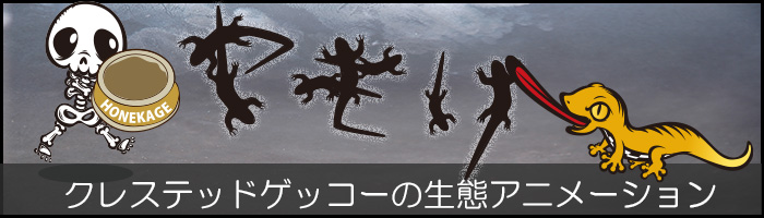 ヤモリ　クレステッドゲッコーの生態アニメーション